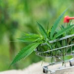 Best Ecommerce Platform for Cannabis Business